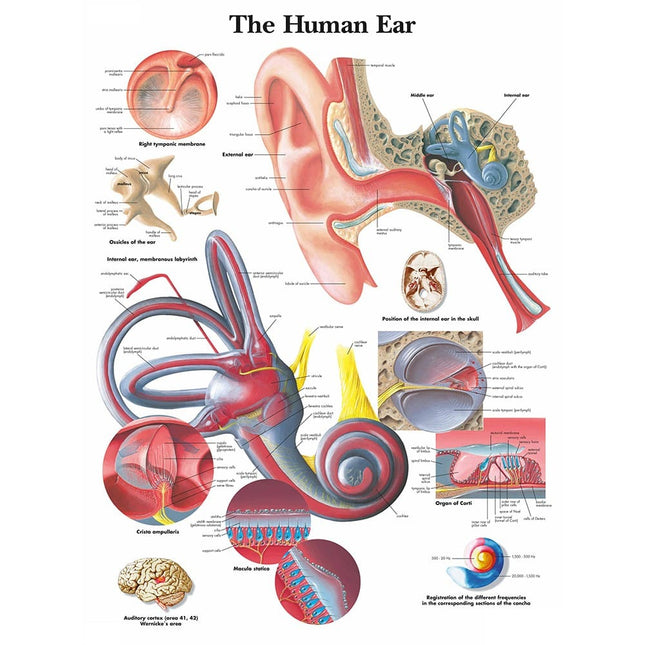 Anatomy of the human ear poster educational chart detailing inner, outer, and middle ear on glossy paper size 50x67cm.