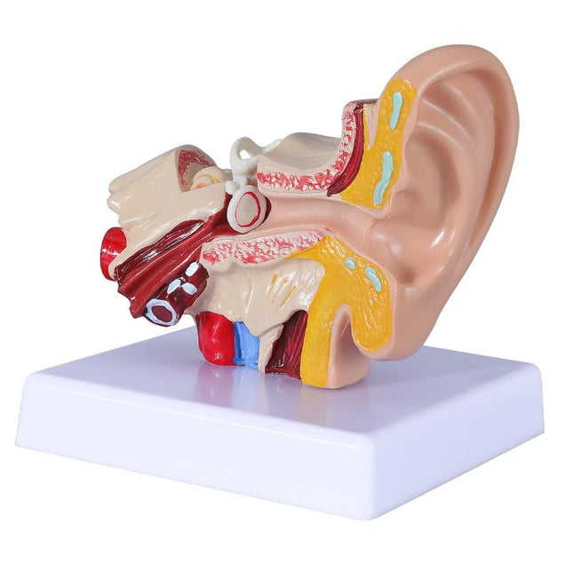 1.5 Life-Size Human Ear Model Anatomy Study Educational Tool practice simulation