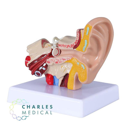 enlarged human ear model mounted on base, educational display for audiology and ENT clinics, boxed ear model with detachable base, anatomical model for ENT education