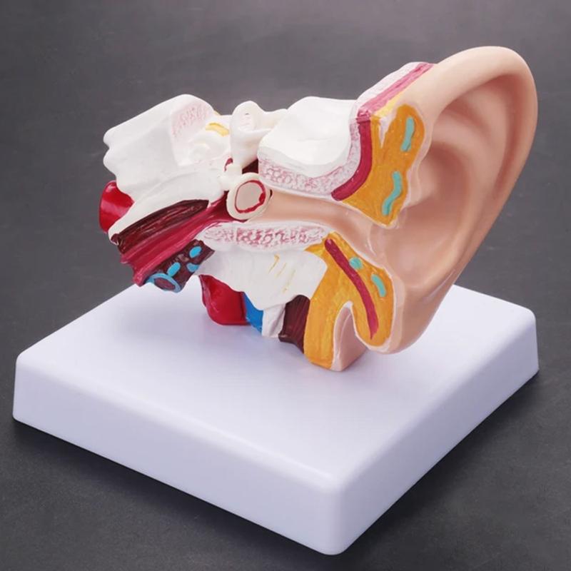 Life Size Human Ear Model - Anatomical Precision – Charles Medical