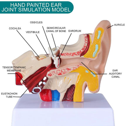 detailed anatomical ear model showing ear canal, tympanic membrane, and middle ear components, enlarged human ear model mounted on base, educational display for audiology and ENT clinics